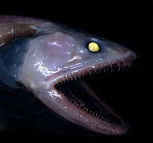deepsea5.jpg