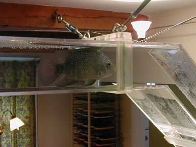 fish-pipeline01.jpg