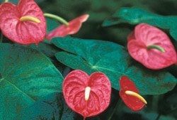 Name:  top10_poison_Anthurium.jpg
Views: 451
Size:  30.8 KB