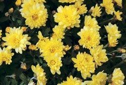 Name:  top10_poison_Chrysanthemum.jpg
Views: 412
Size:  45.2 KB