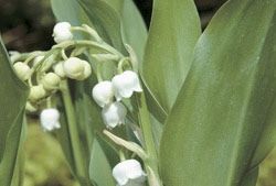 Name:  top10_poison_Convallaria.jpg
Views: 429
Size:  30.1 KB