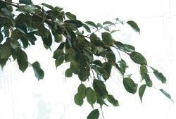 Name:  top10_poison_Ficus.jpg
Views: 404
Size:  31.5 KB