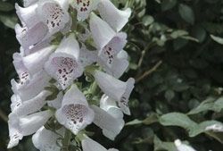 Name:  top10_poison_Foxglove.jpg
Views: 402
Size:  34.4 KB