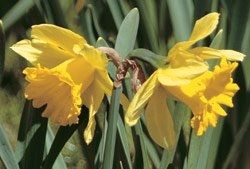 Name:  top10_poison_narcissus.jpg
Views: 398
Size:  32.6 KB
