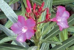 Name:  top10_poison_Oleander.jpg
Views: 425
Size:  36.2 KB