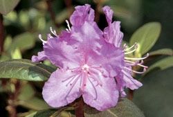 Name:  top10_poison_Rhododendron.jpg
Views: 413
Size:  34.1 KB