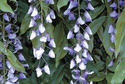 Name:  top10_poison_Wisteria.jpg
Views: 426
Size:  40.9 KB