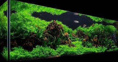 wilderness_photo1.jpg