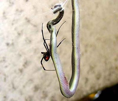 spider-catches-snake1.jpg