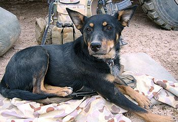 andy-army-dog-5770233.jpg