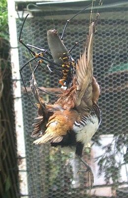 birdy2usu.jpg