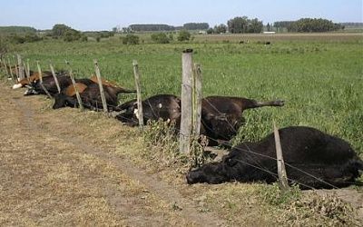 cows01.jpg