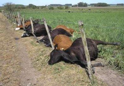 cows02.jpg
