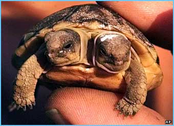 _39102504_tortoise_ap.jpg