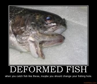 deformed fish.jpg