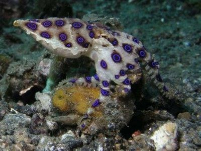 10+Most+Poisonous+Animals+04.JPG