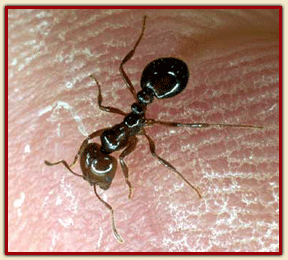 fire ant.gif
