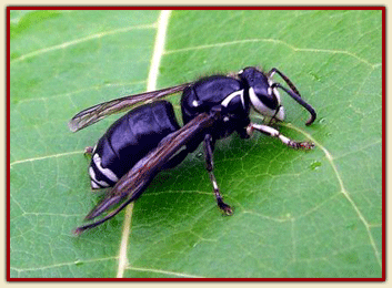 BALD FACED HORNET.gif