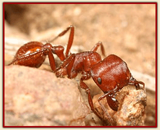 RED HERVESTER ANT.gif