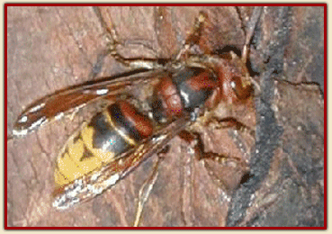 HORNET.gif