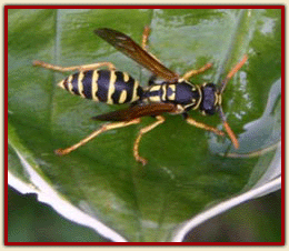 PAPER WASP.gif