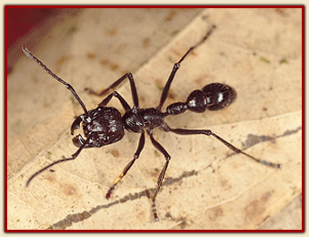 BULLET ANT.gif