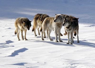 isle_royale_wolves_0dcf5.jpg