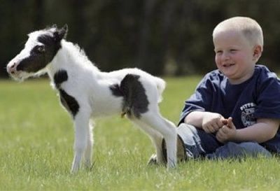 worlds-smallest-horse-0.jpg