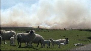 _52454639_sheep.jpg