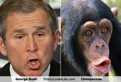 Bush Monkey.jpg
