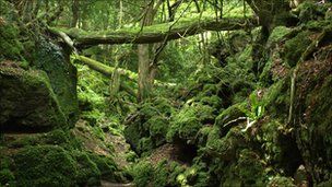 Name:  _52632744_mossytreespicfromhelenokaneatpuzzlewood.jpg
Views: 1559
Size:  22.1 KB
