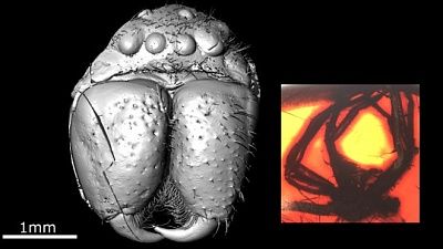 scientists-recreate-huntsman-spider.jpg