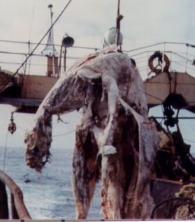 zuiyo-maru-1.jpg
