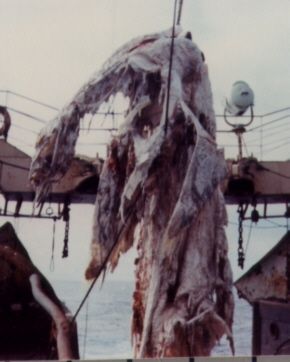 Zuiyo-maru 2.jpg