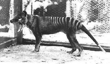 tazmanian_tiger.jpg