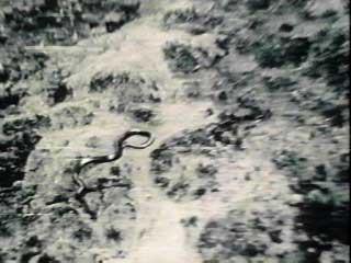 giant-congo-snake.jpg