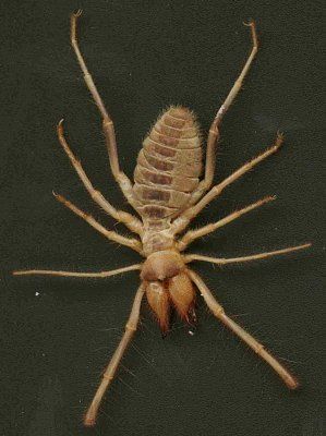 camelspider.jpg