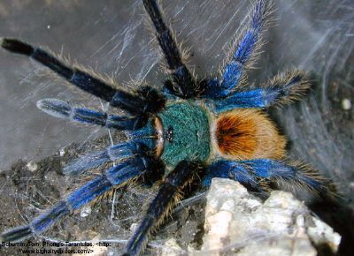 db_Chromatopelma_cyaneopubescens__Green_Bottle_Blue_1.jpg