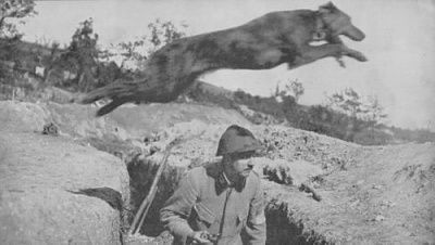 dogovertrench.jpg