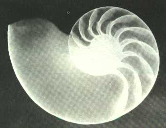 shell.jpg