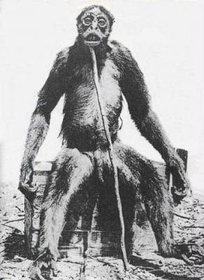 de-loys-ape.jpg