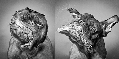 dogs.png