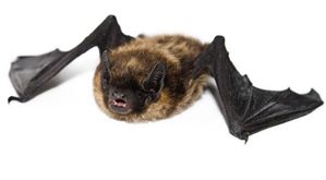 bat.jpg