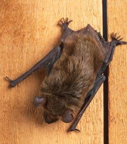 brown-bat.jpg
