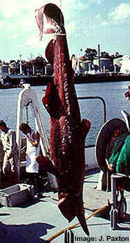 goblin-shark.jpg