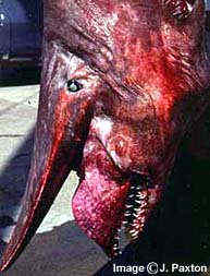 goblin shark 2.jpg