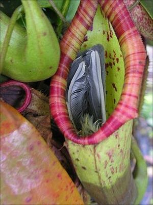 _54433991_plant.jpg