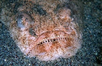 01_deepfish_71820.jpg