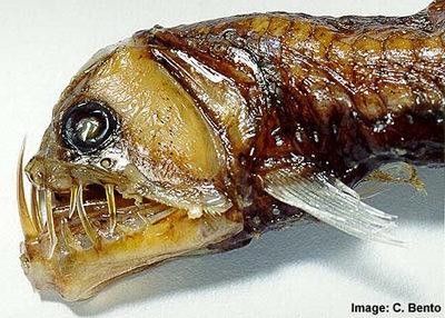 06_deepfish_43155.jpg