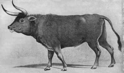 Name:  a98_aurochs.jpg
Views: 1188
Size:  9.2 KB